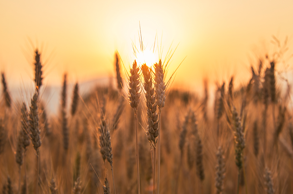 Sunset over the wheat field, Rodine, Slovenia - macro landscape by Ales Krivec