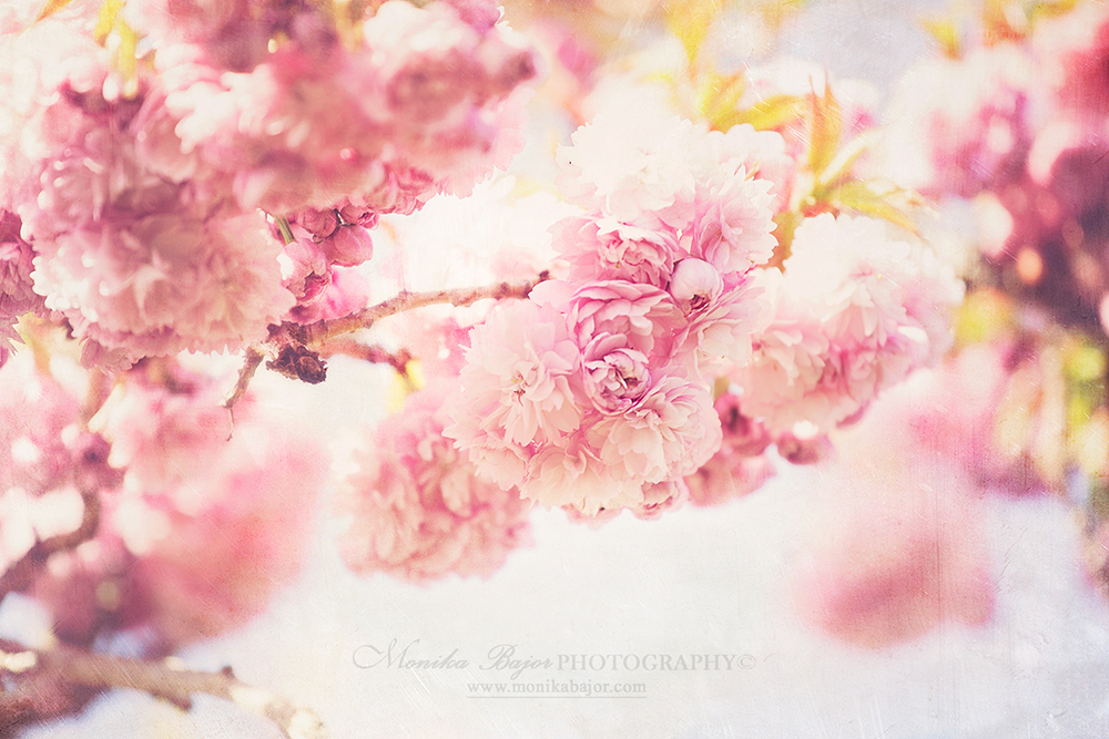 Soft pink blossom branch - Painted with my lens by Monika Bajor