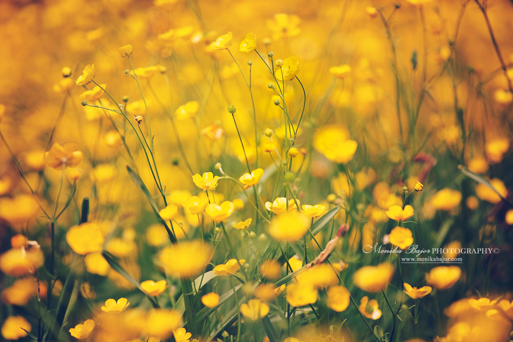Golden buttercup meadow - Painted with my lens by Monika Bajor