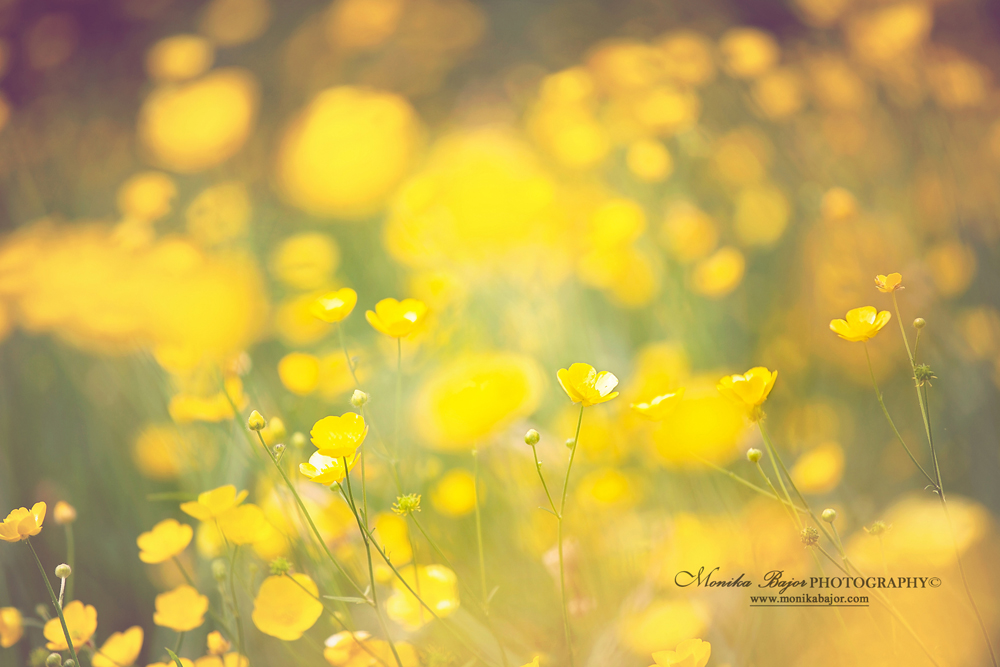 Abstract yellow bokeh meadow - Painted with my lens by Monika Bajor