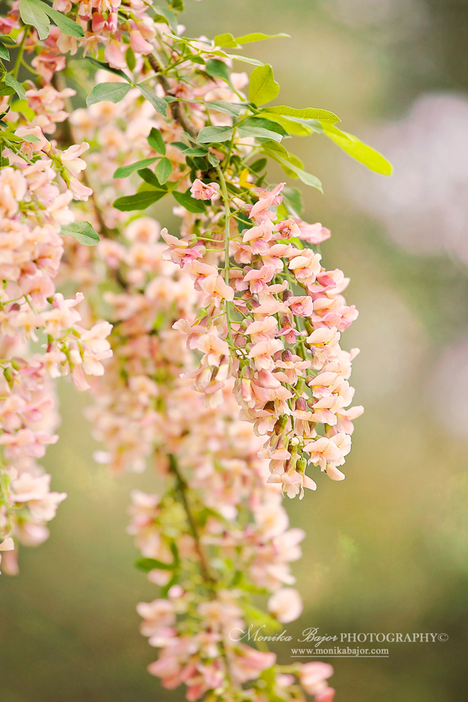 Pale pink blossom cluster - Painted with my lens by Monika Bajor