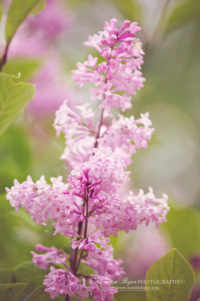 Pink lilac sprig in bloom - Painted with my lens by Monika Bajor
