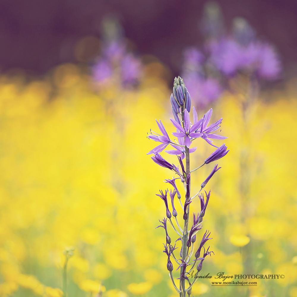 Purple camassia against a yellow field - Painted with my lens by Monika Bajor