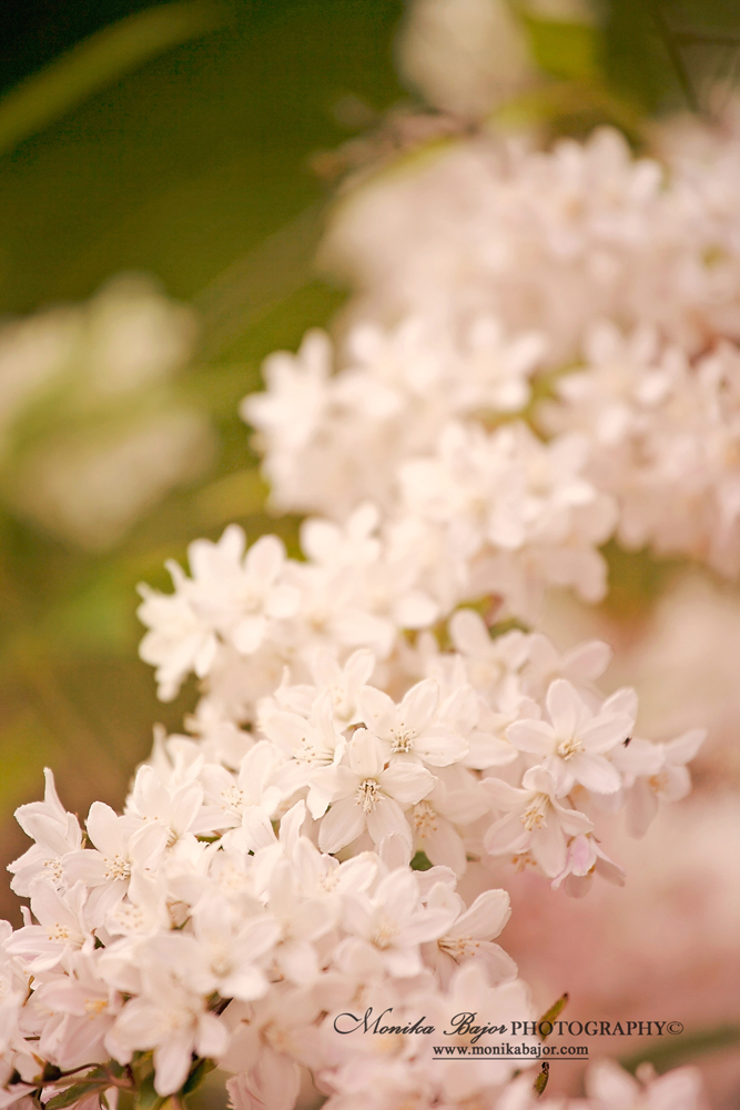 White lilac blossom close-up - Painted with my lens by Monika Bajor