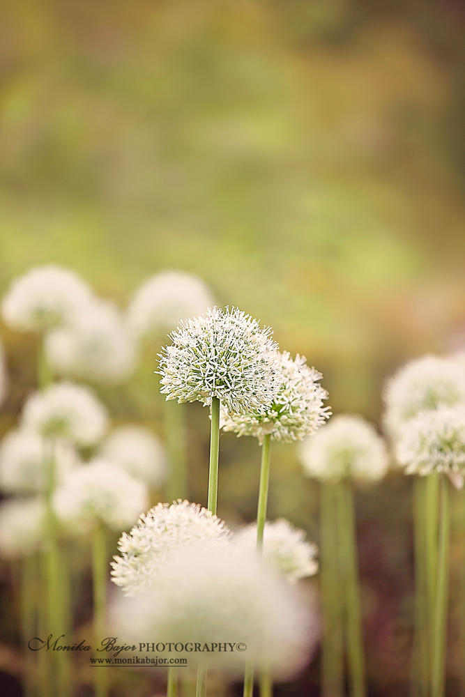 White allium globes in a field - Painted with my lens by Monika Bajor