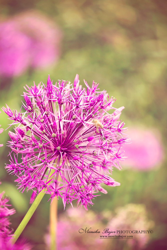 Pink allium bloom close-up - Painted with my lens by Monika Bajor