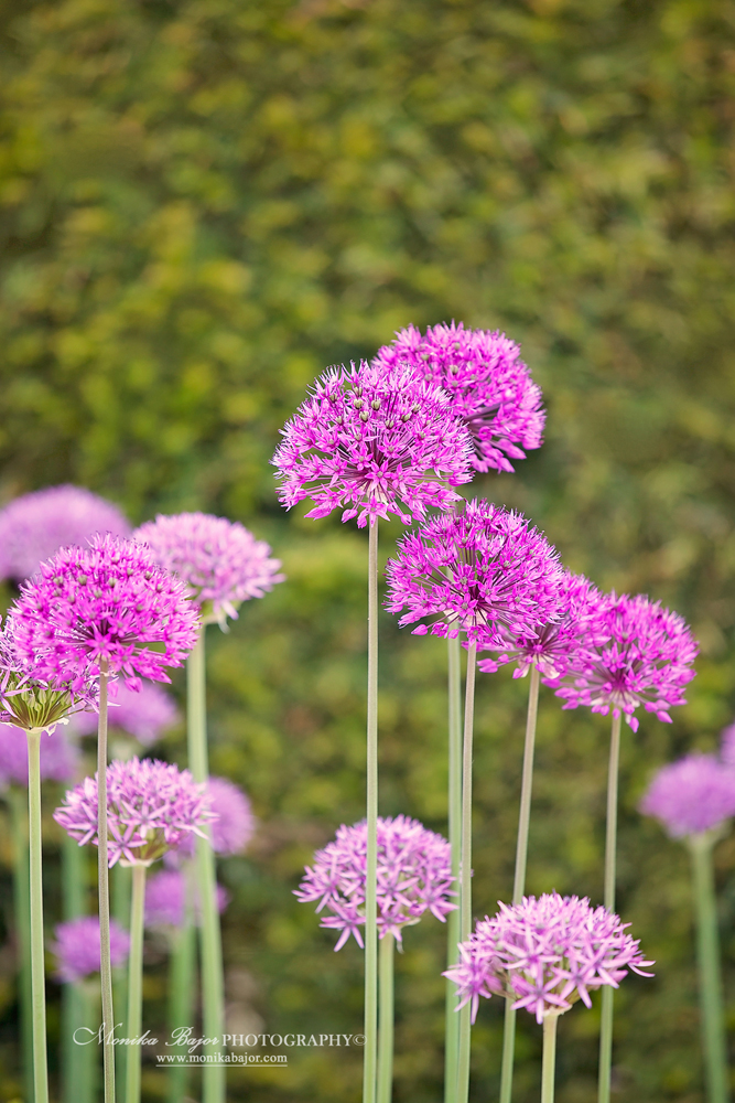 Cluster of pink allium flowers - Painted with my lens by Monika Bajor