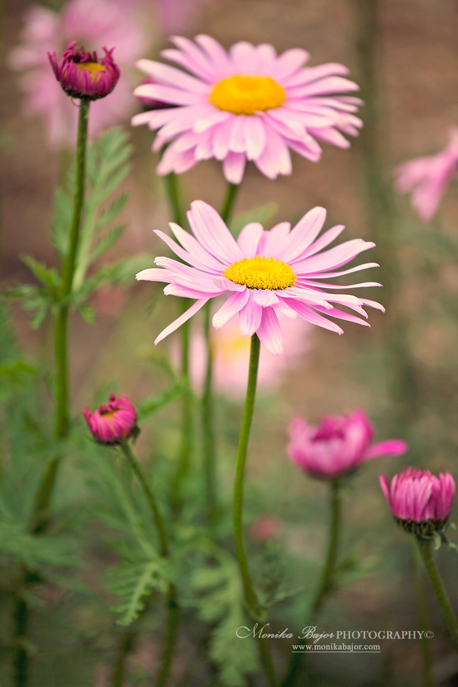 White daisies with pink buds - Painted with my lens by Monika Bajor