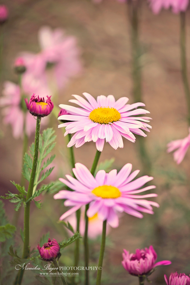 Pink daisies with buds - Painted with my lens by Monika Bajor
