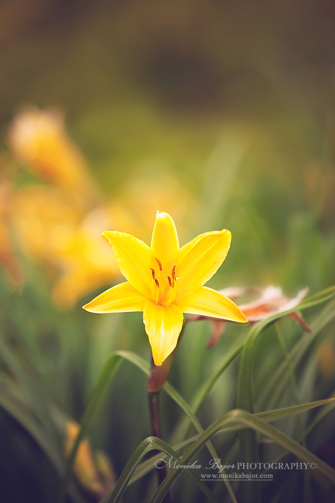 Yellow daylily in bloom - Painted with my lens by Monika Bajor