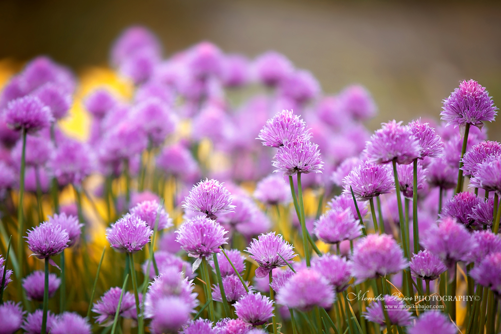 Purple chive blossoms in a field - Painted with my lens by Monika Bajor