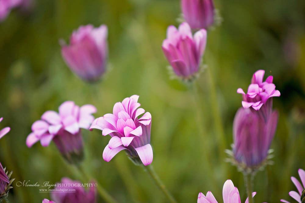 Pink and purple tulips close-up - Painted with my lens by Monika Bajor