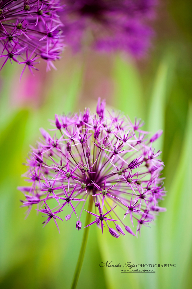 Purple allium starburst close-up - Painted with my lens by Monika Bajor