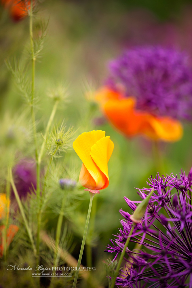Orange poppy among purple alliums - Painted with my lens by Monika Bajor