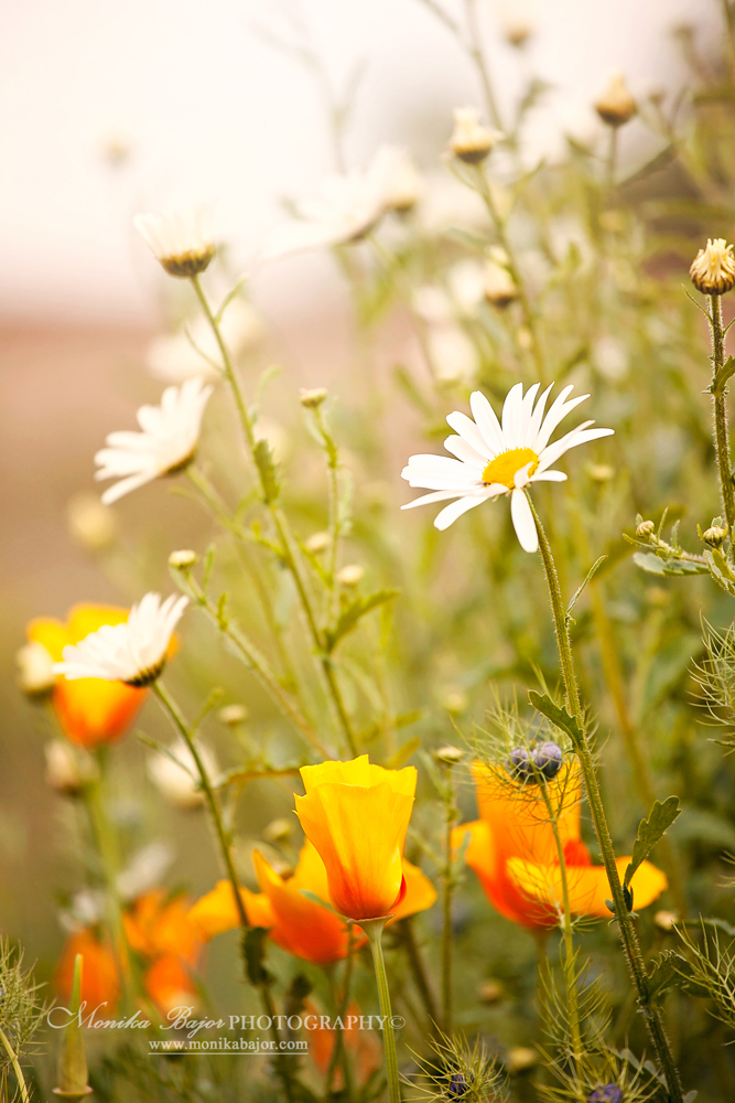 Wildflower meadow with daisies and yellow poppies - Painted with my lens by Monika Bajor