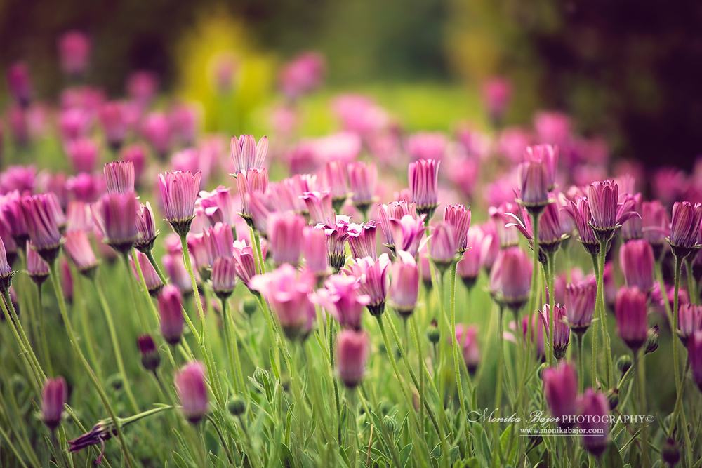 Field of pink tulips - Painted with my lens by Monika Bajor