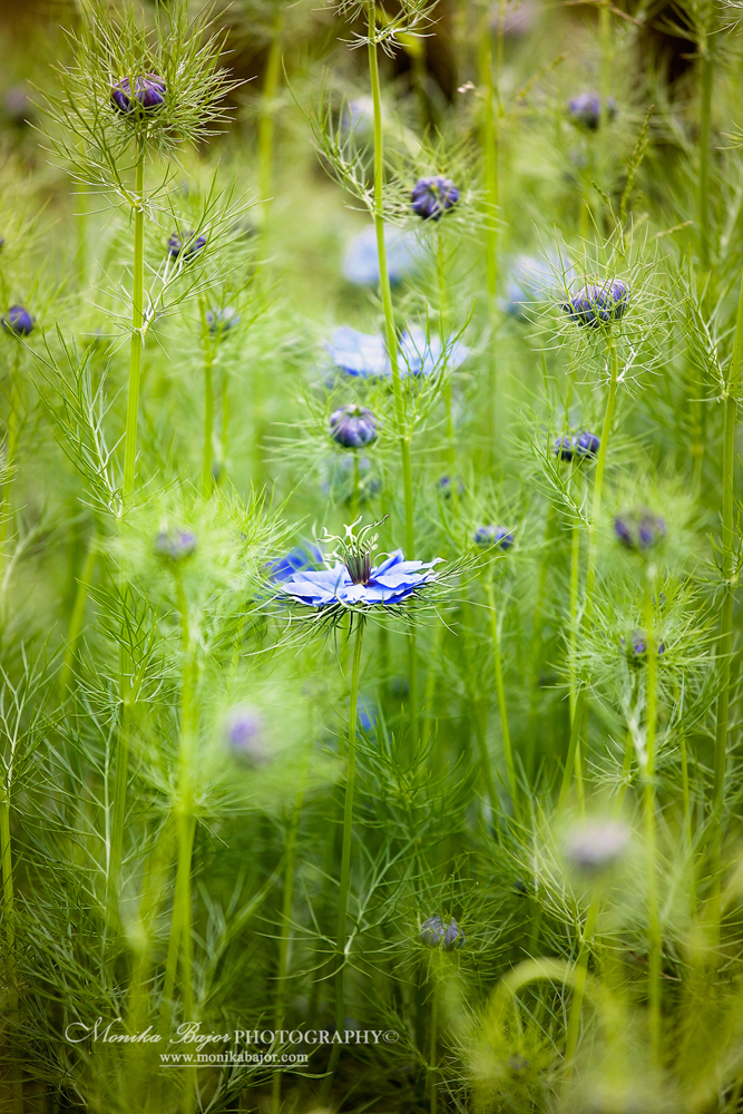 White and blue wildflowers in a green meadow - Painted with my lens by Monika Bajor