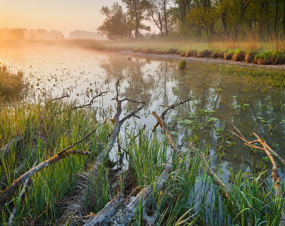 Reeds and fallen branches beside reflective water in low mist at Kühwörter Wasser, Donau-Auen National Park, Austria