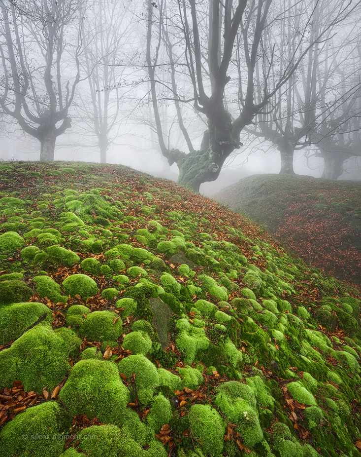 Moss-covered ground and beech trees fading into fog in Gorbea Natural Park, Basque Country, Spain