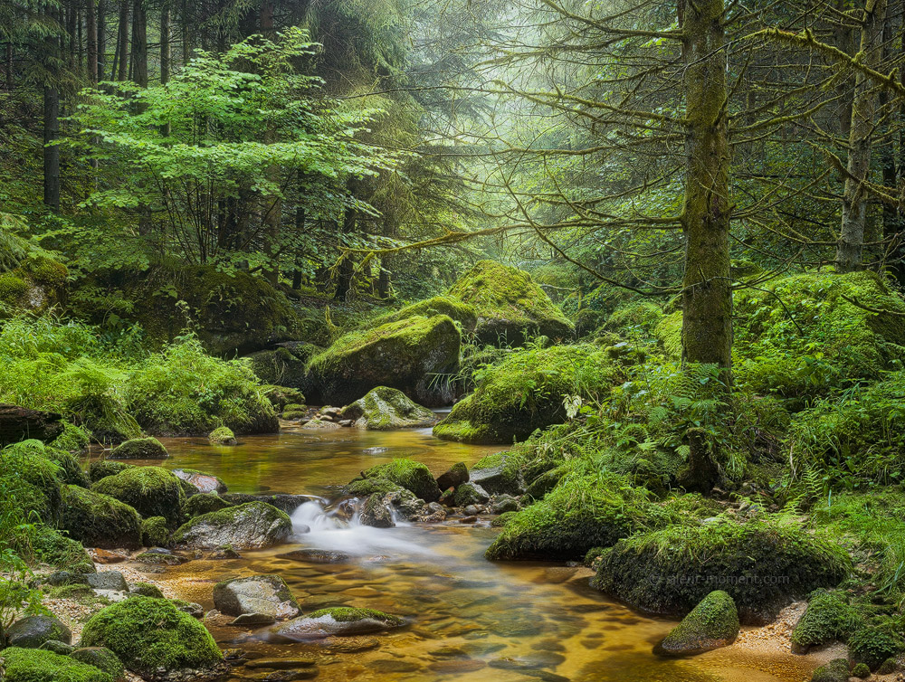 Woodland stream flowing around moss-covered rocks beneath green trees in the Stillensteinklamm near Grein, Austria