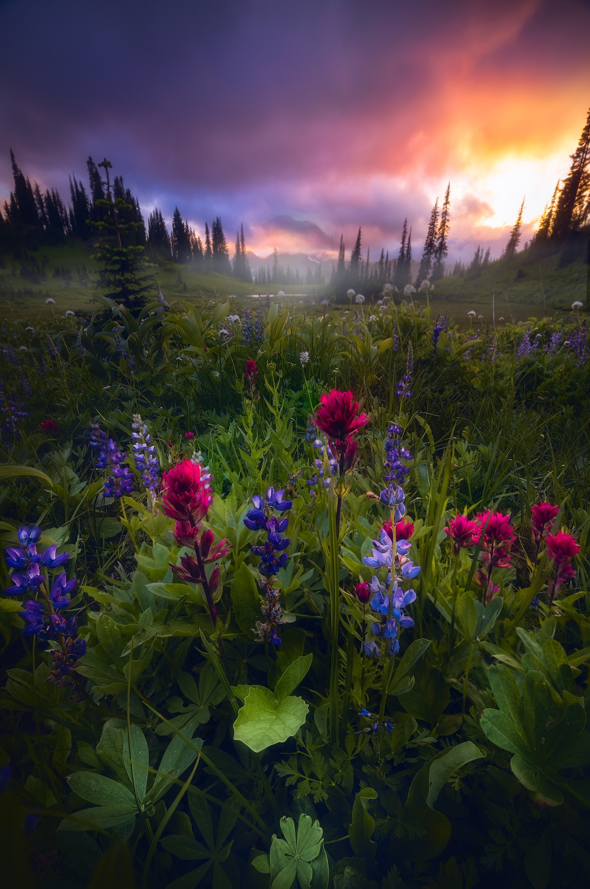 Red and purple wildflowers beneath conifers and a glowing orange purple sky