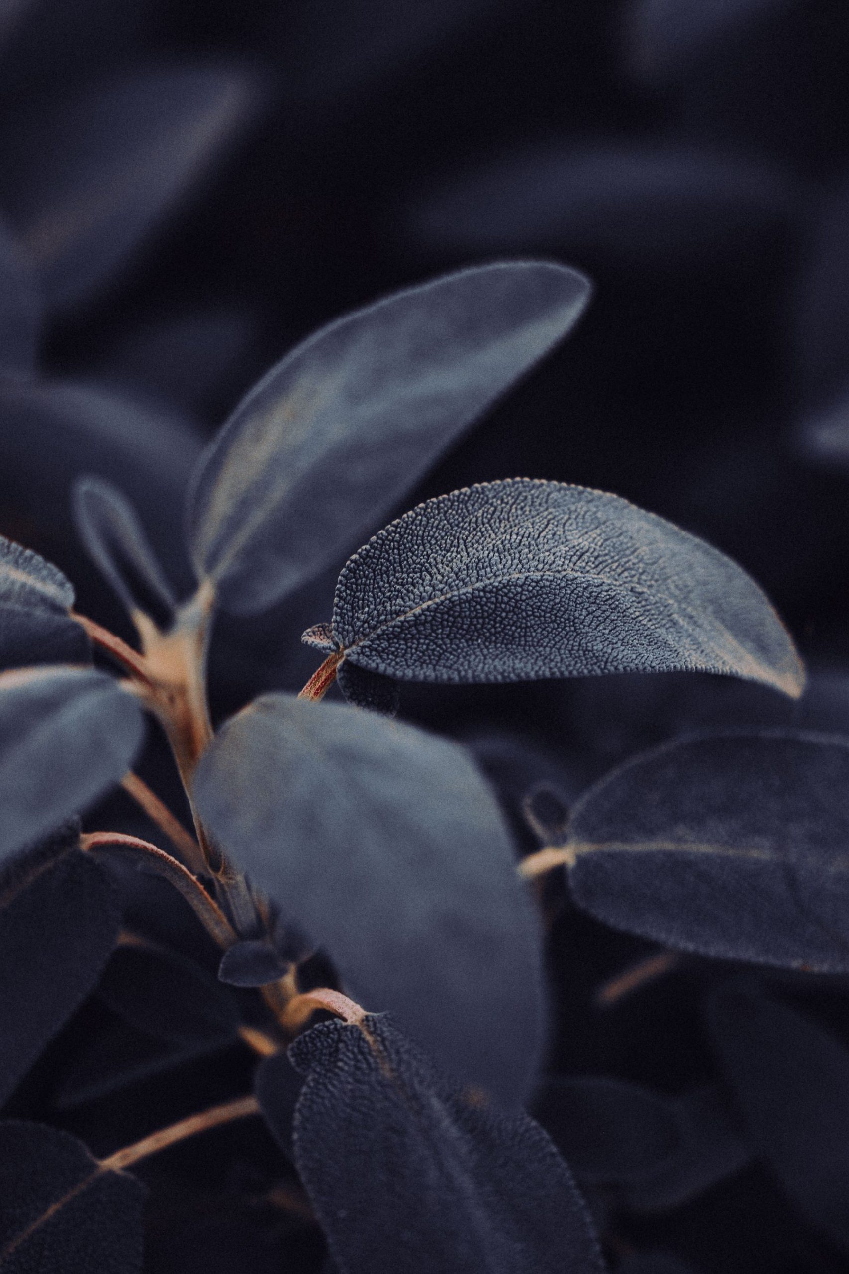 Dark oval leaves with fine beadlike droplets and softly blurred foliage