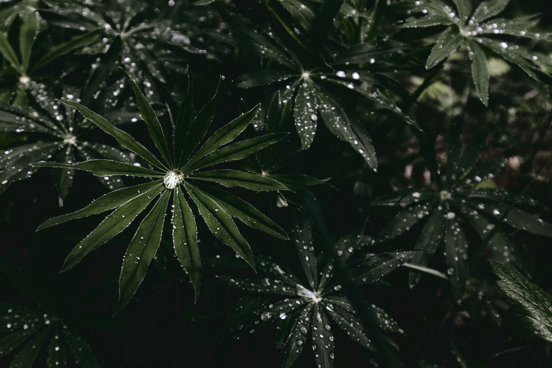 Radial dark green lupine leaves with bright water droplets along their edges