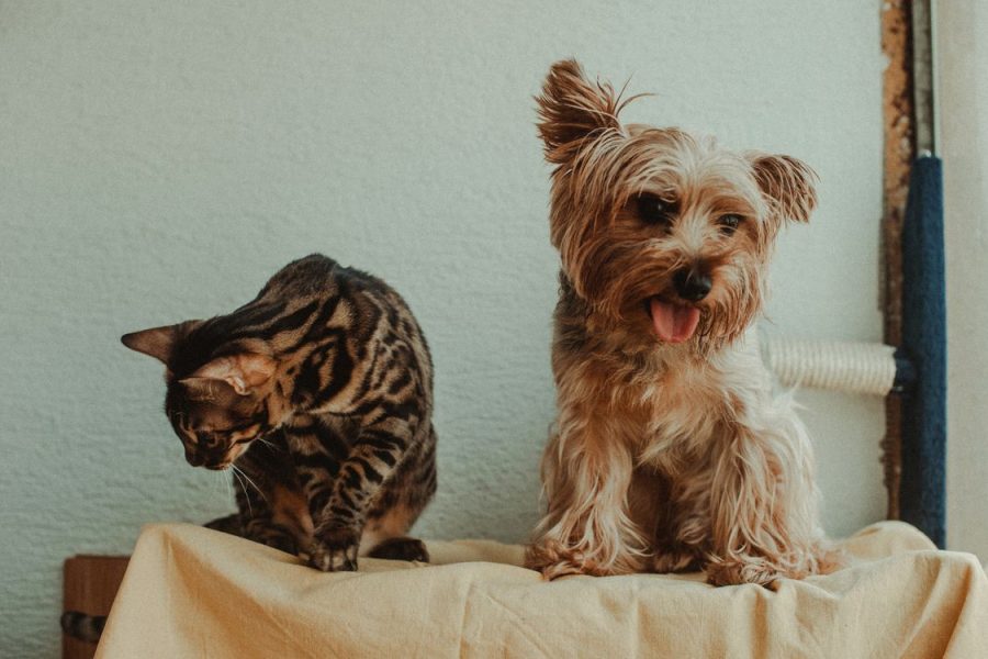 Small dog and tabby cat sitting together on a pale blanket indoors