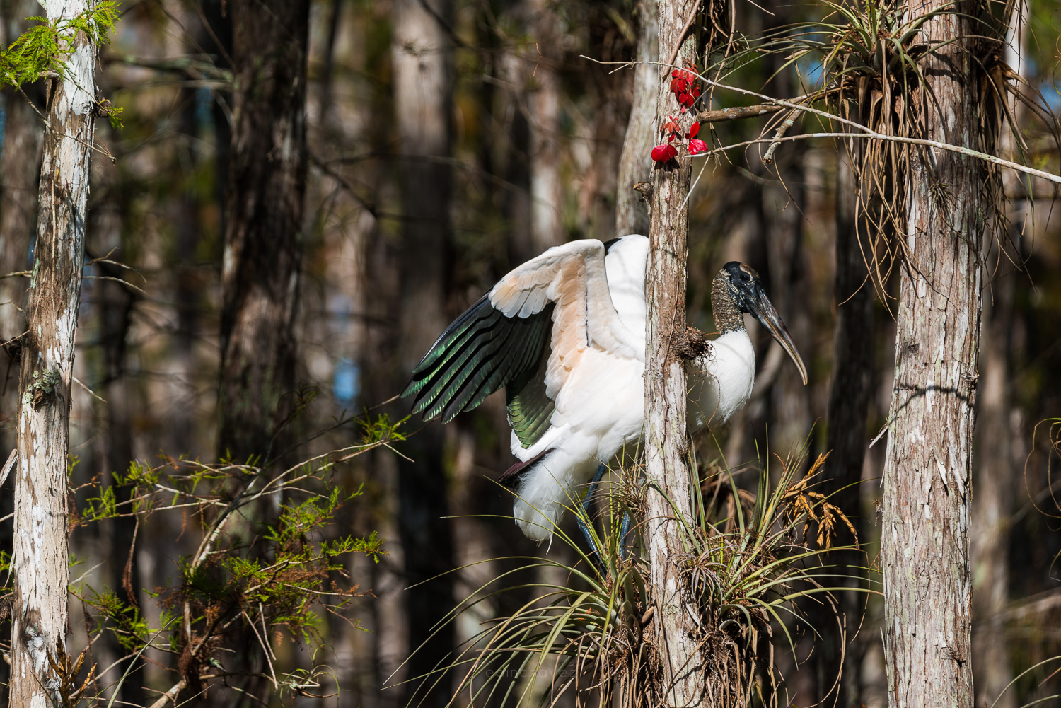 wood stork perched on a cypress tree in the Everglades