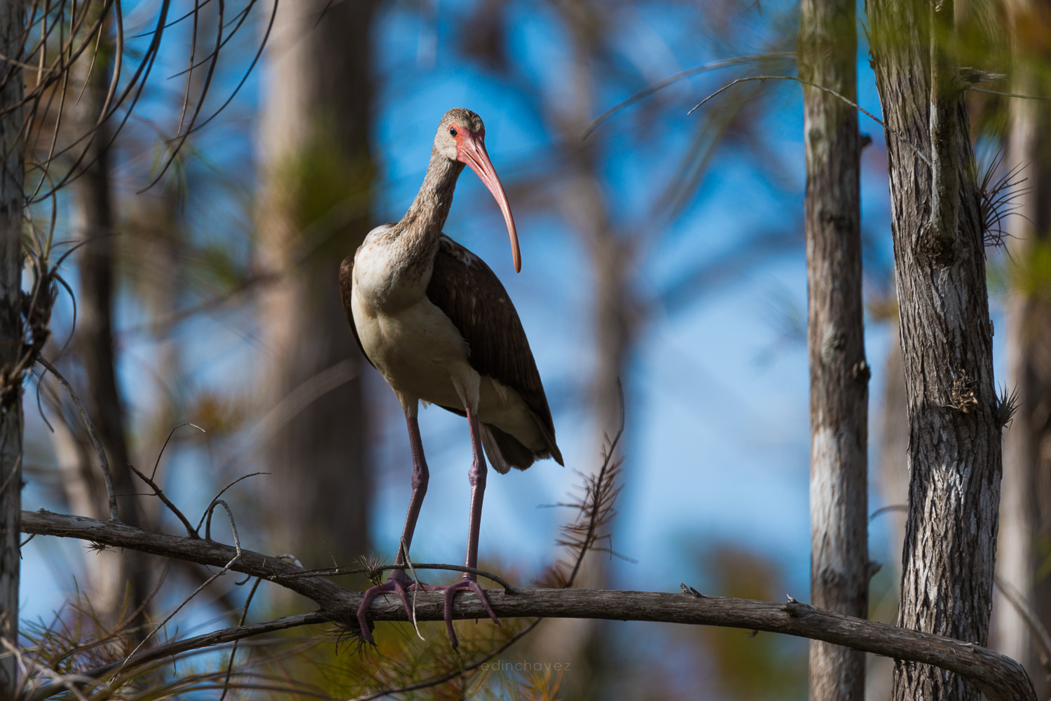 juvenile white ibis perched on a branch in the Everglades