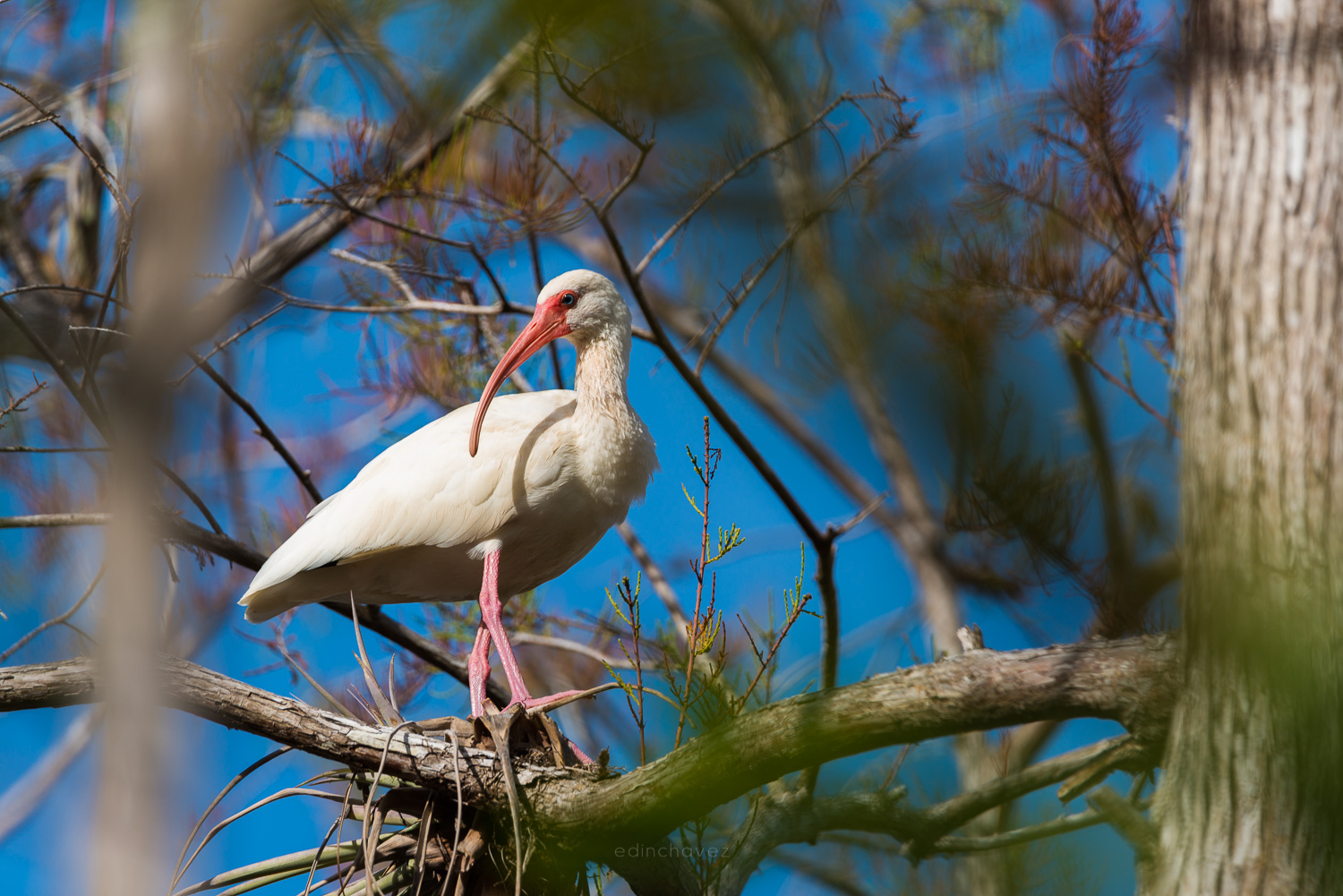A white ibis with a long curved pink beak standing on a tree branch against a blue sky