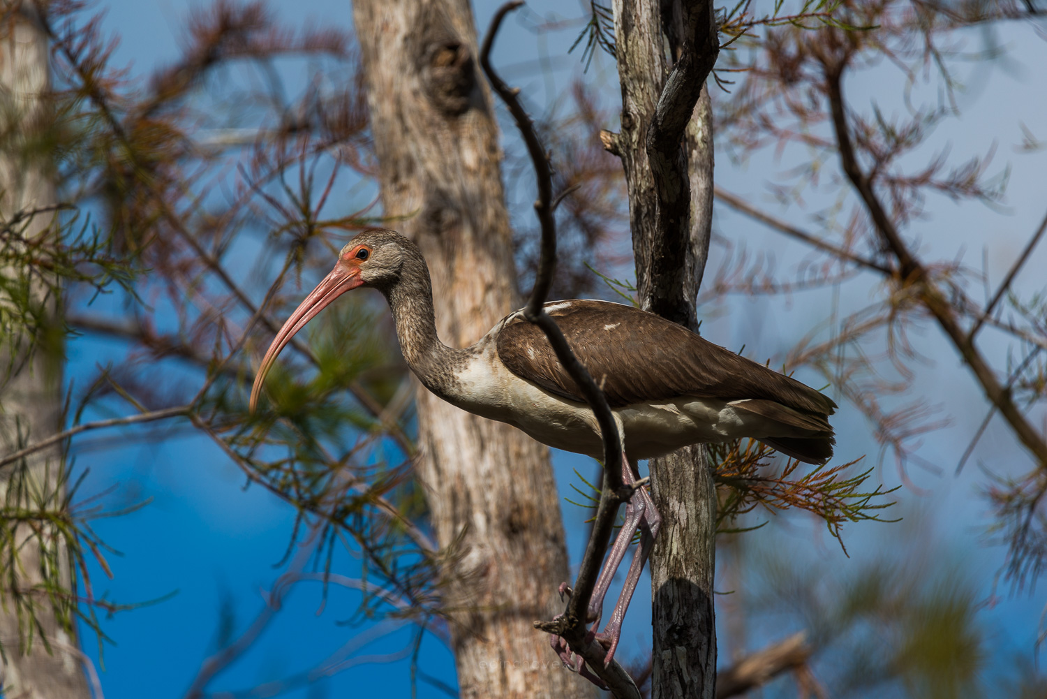 white ibis with a curved pink beak on a branch in the Everglades