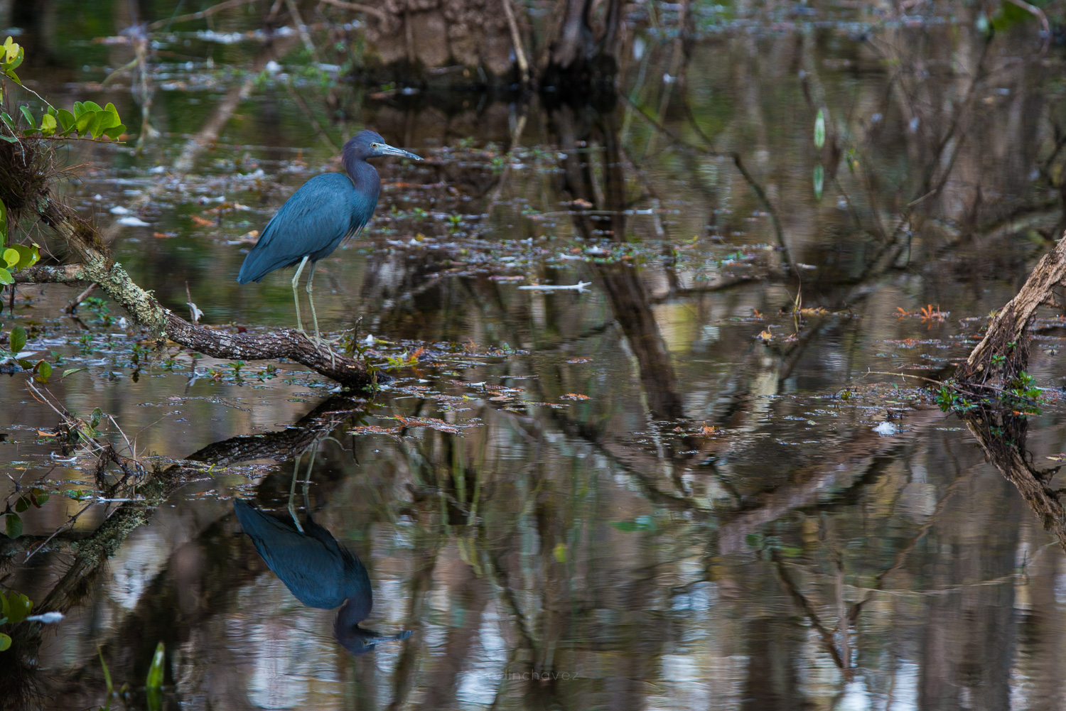 little blue heron reflected in still Everglades water