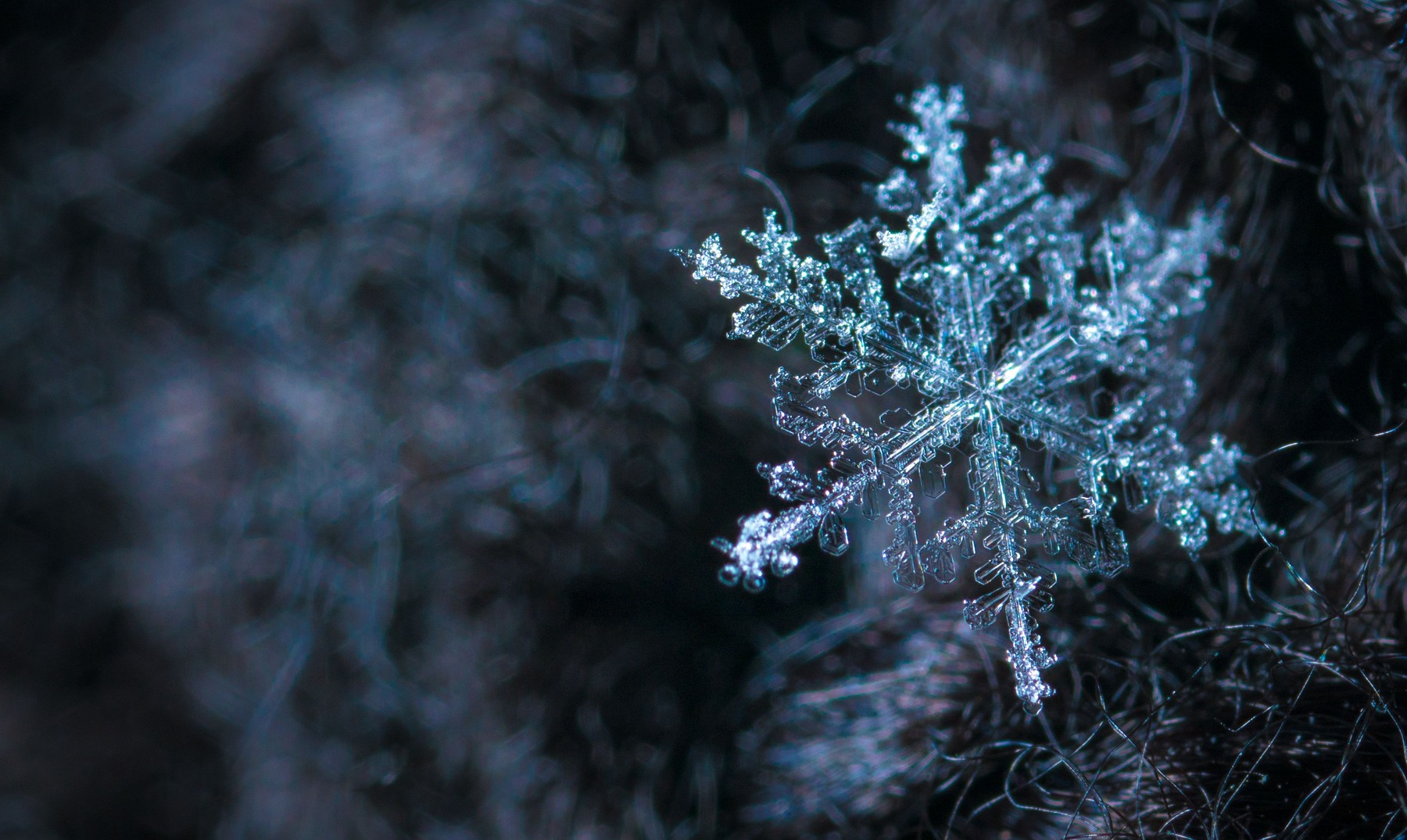 Branching translucent snow crystal on dark fibers with blue reflected highlights