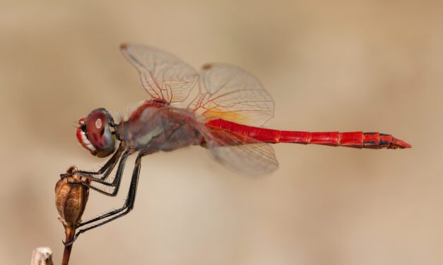 Exploring Perspectives: Unveiling the Beauty of Close-up Nature Photography