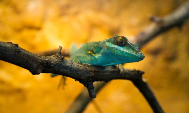 The Intricate Beauty Unveiled: Mastering the Art of Close-up Nature Photography
