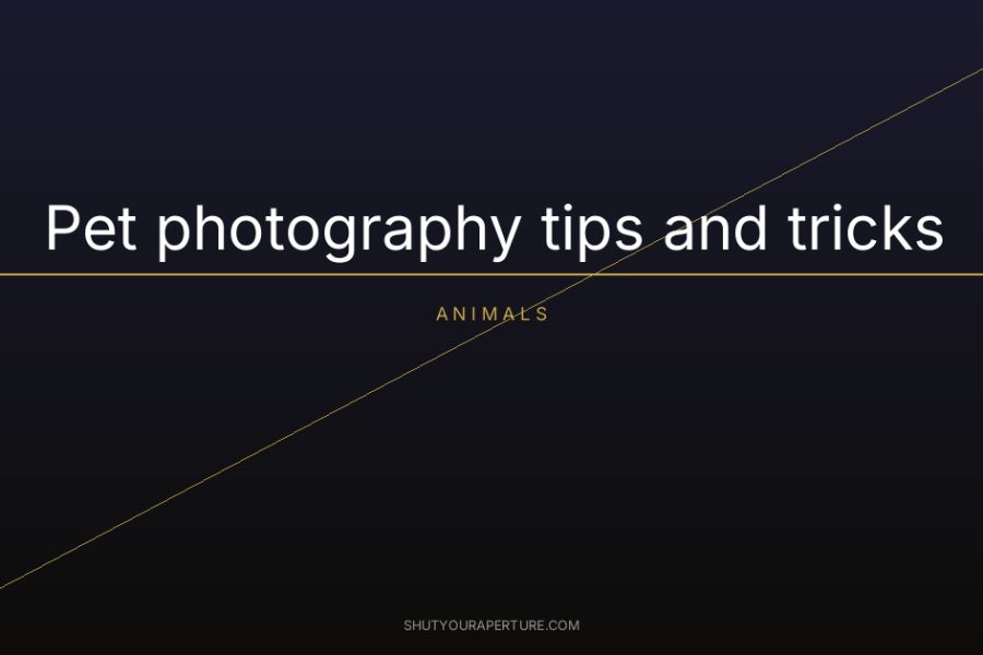 Pet photography tips and tricks