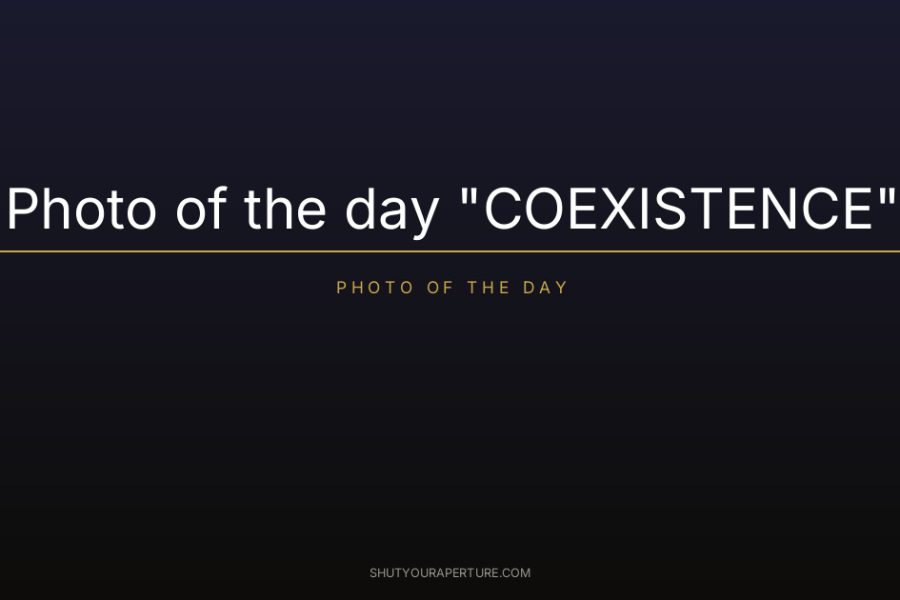 Photo of the day “COEXISTENCE”