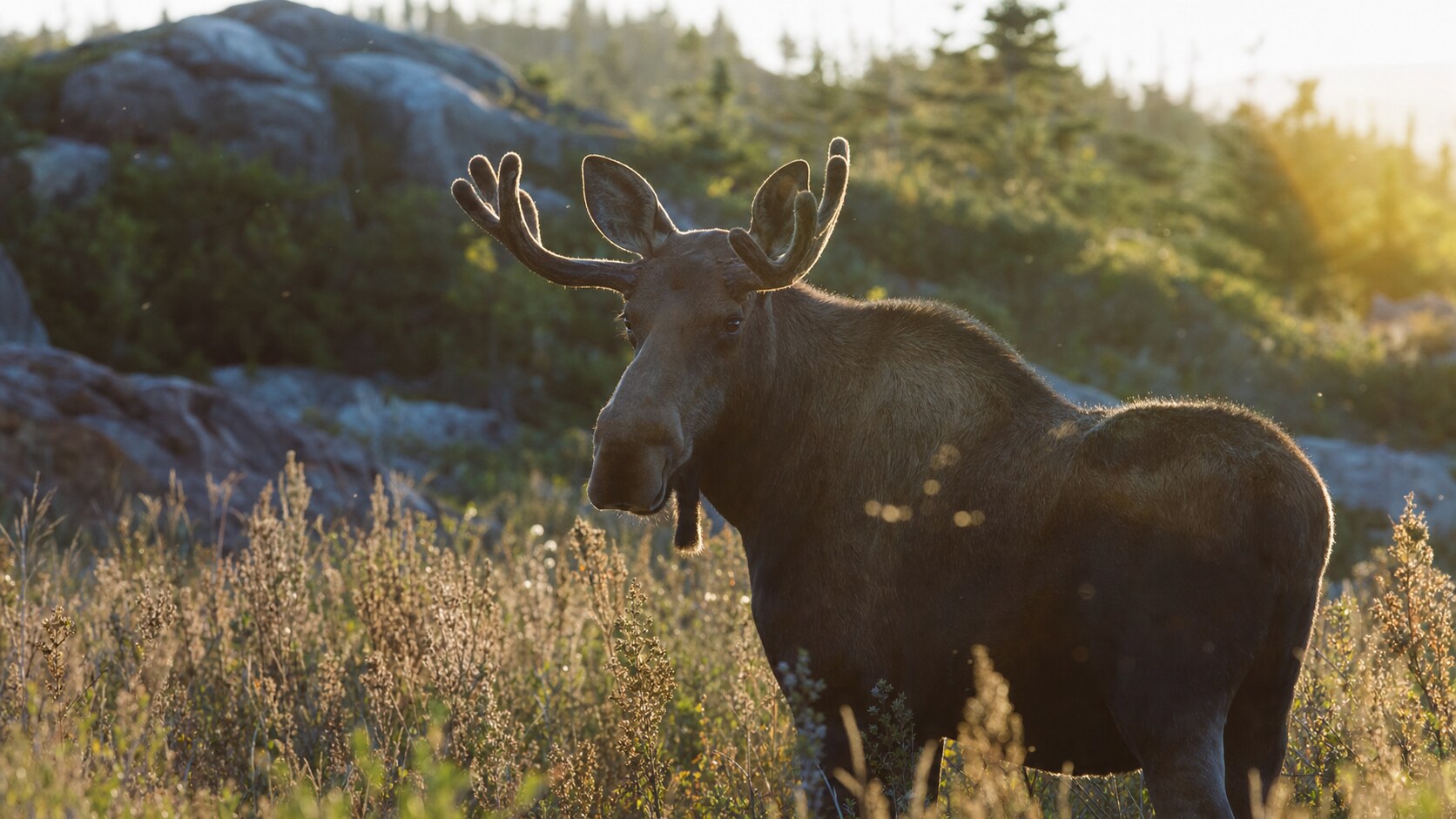 Telephoto wildlife and texture detail inside Acadia National Park during late afternoon golden light