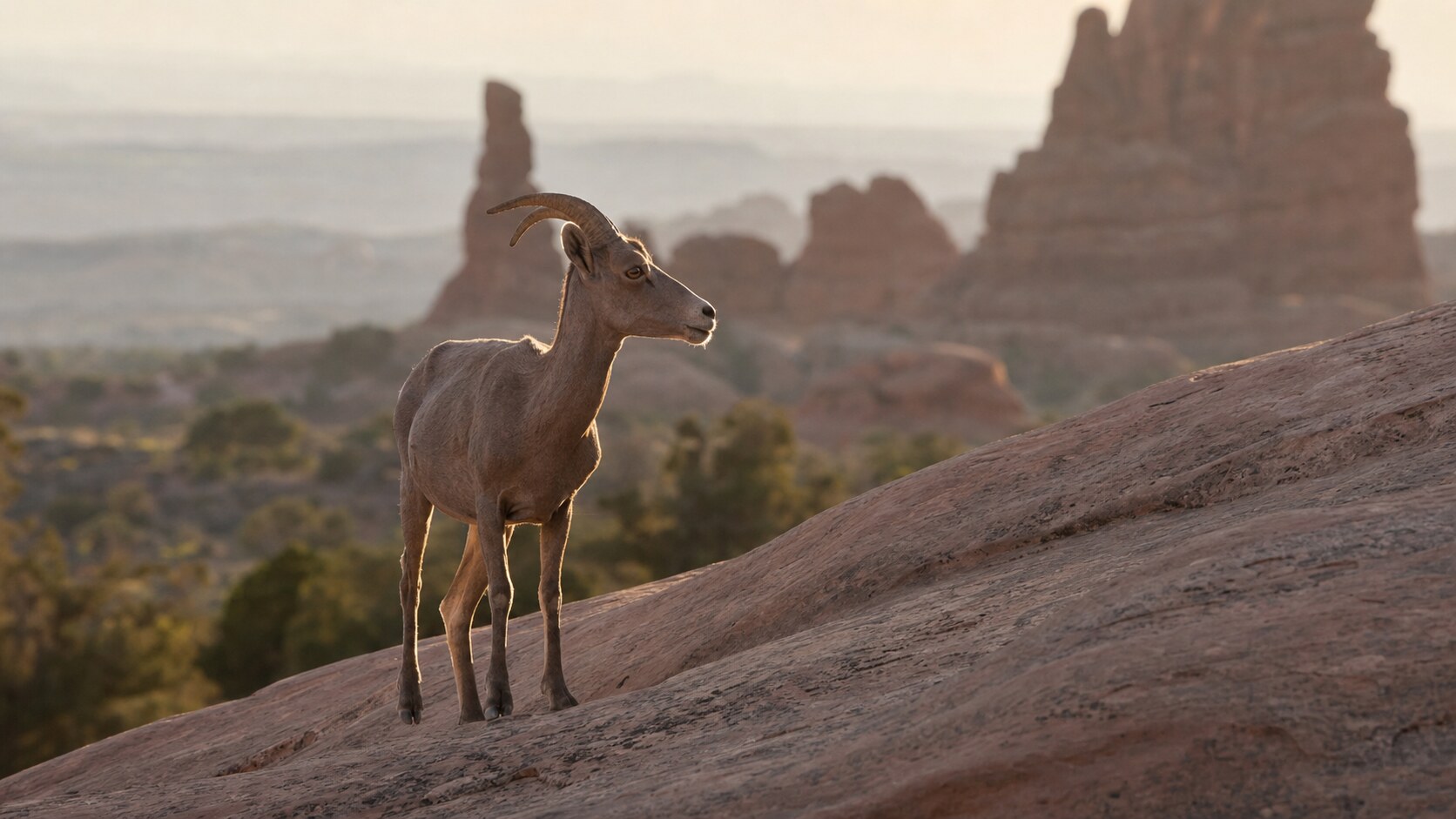 Telephoto wildlife and texture detail inside Arches National Park during late afternoon golden light
