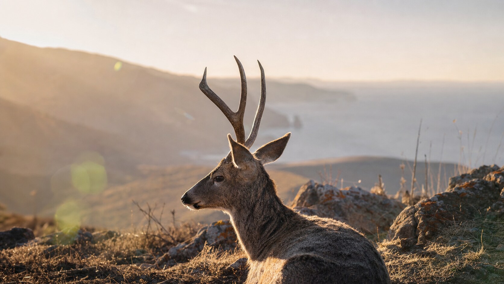 Telephoto wildlife and texture detail inside Channel Islands National Park during late afternoon golden light