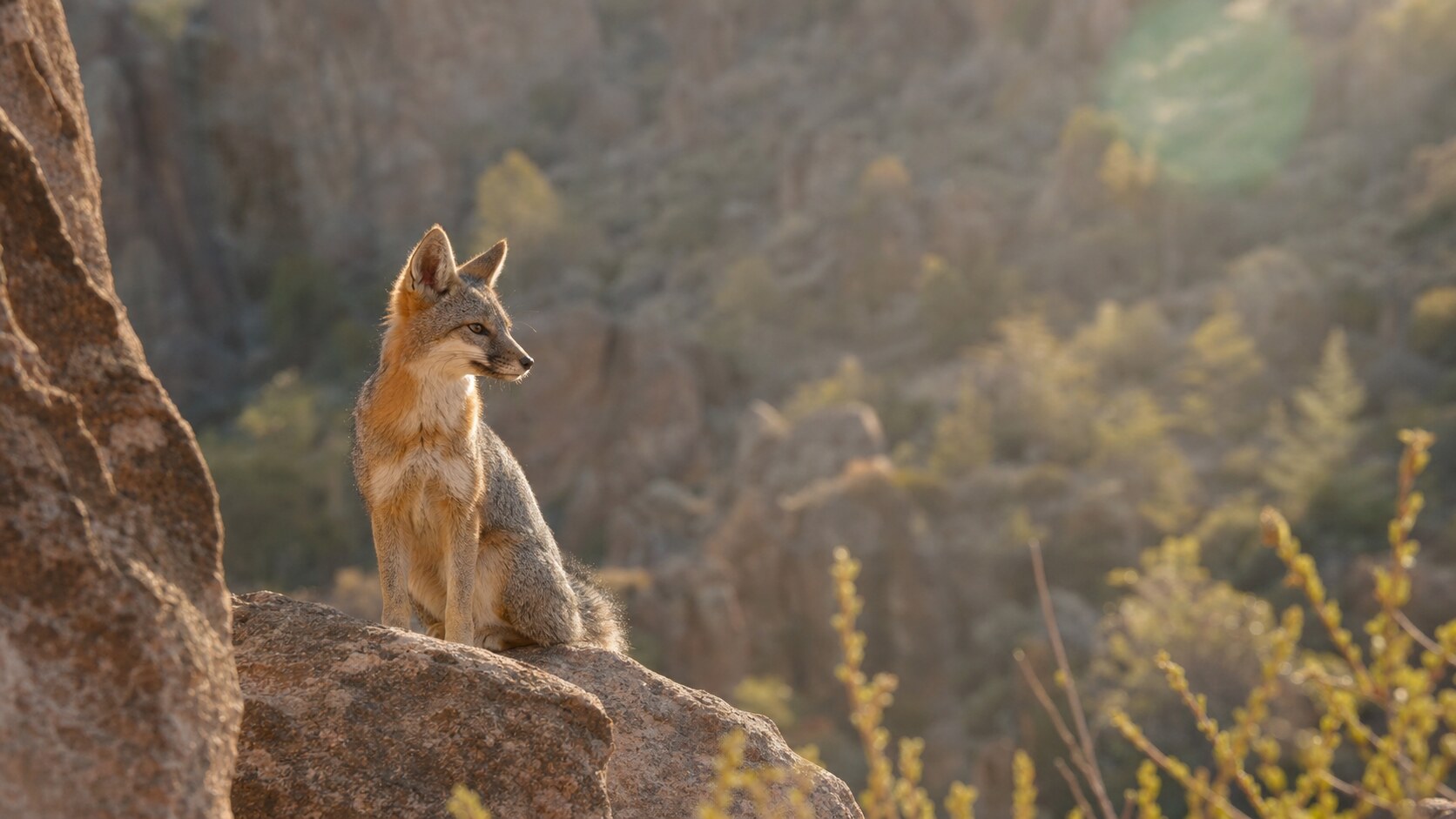 Telephoto wildlife and texture detail inside Pinnacles National Park during late afternoon golden light