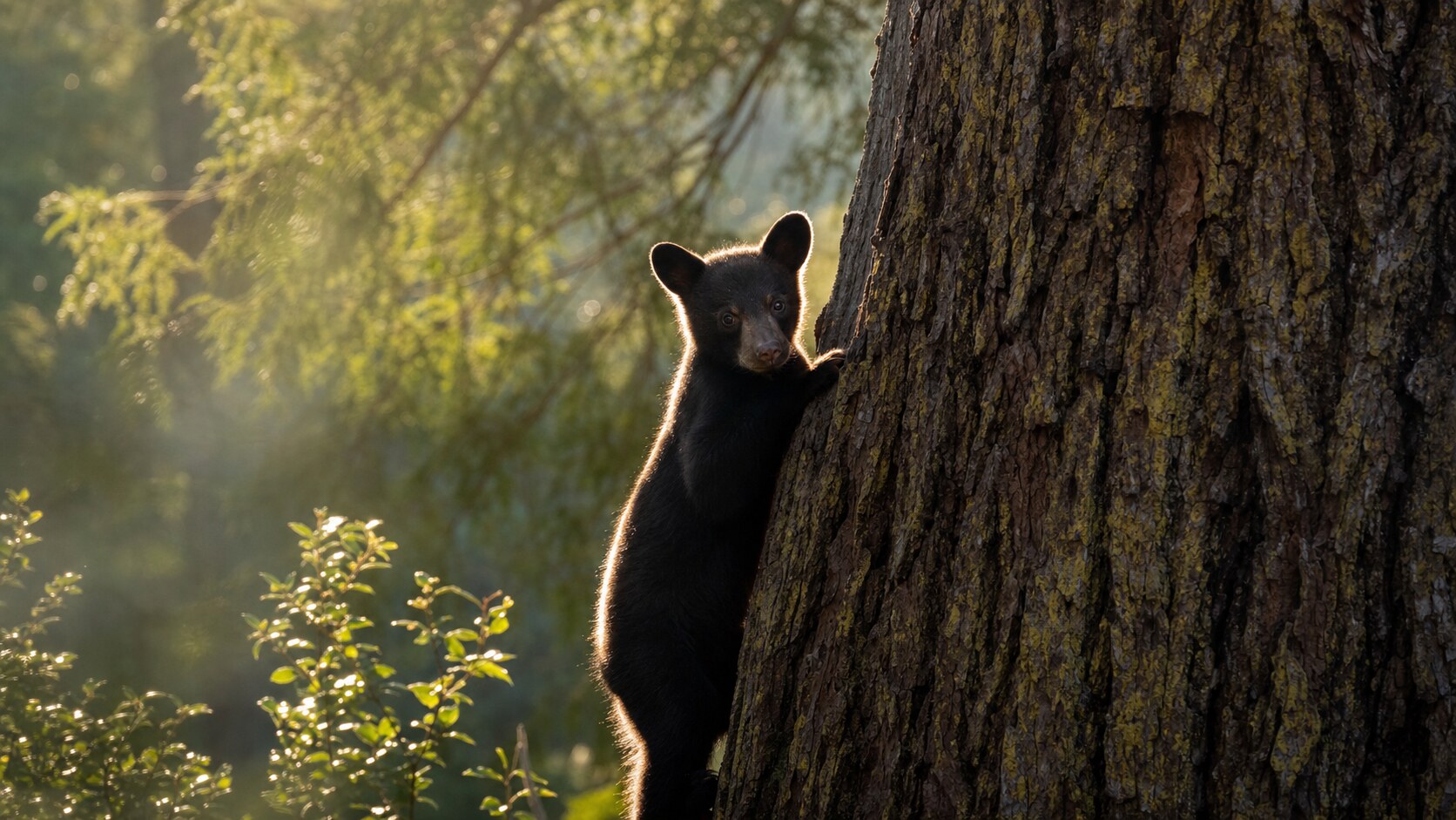 Telephoto wildlife and texture detail inside Redwood National Park during late afternoon golden light