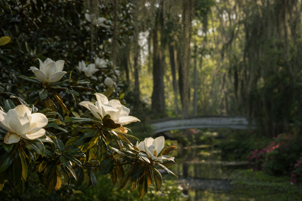 Atmospheric scene related to How to Photograph Magnolia Plantation & Gardens, soft directional light