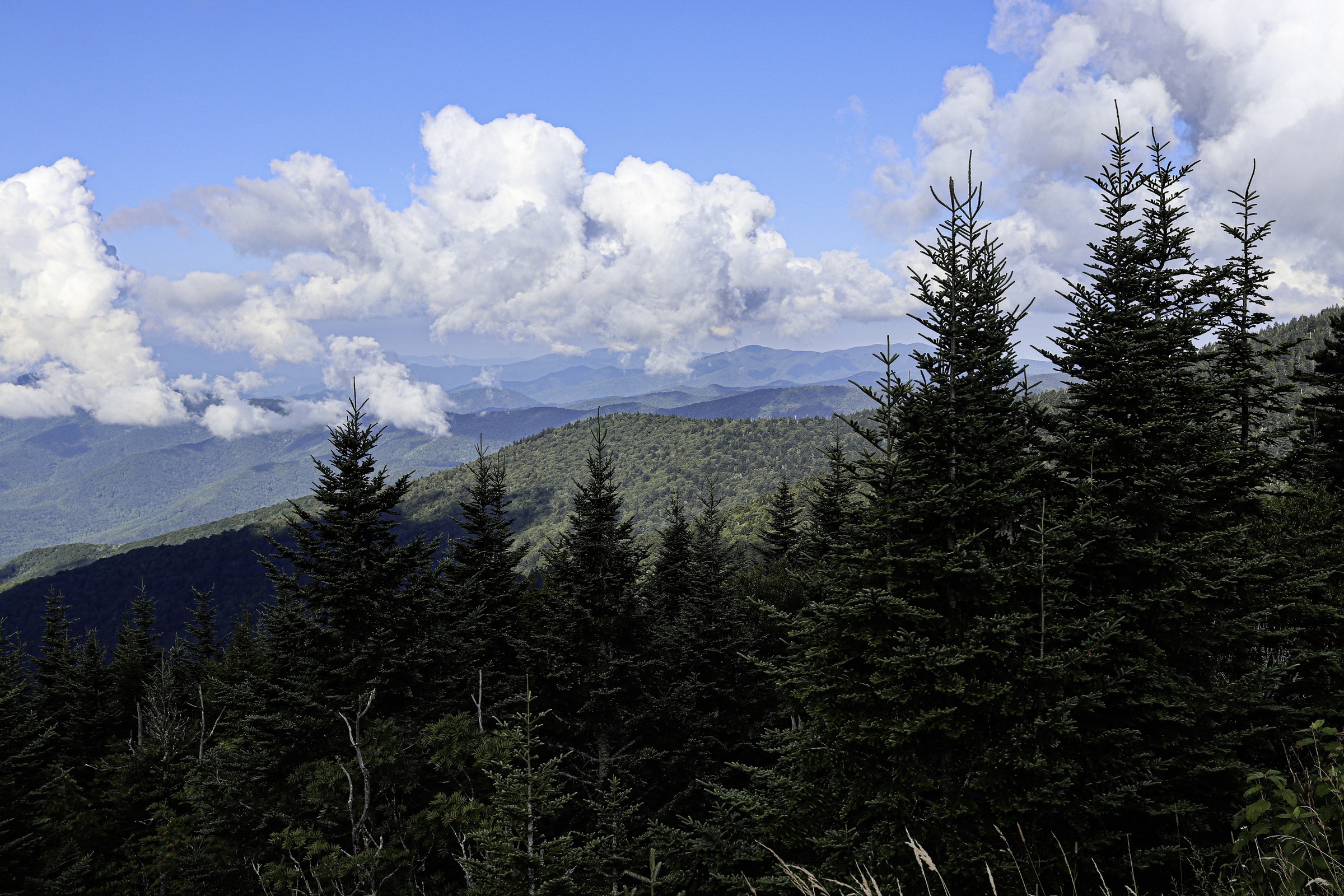Conifer trees and distant ridges seen from the Kuwohi parking area