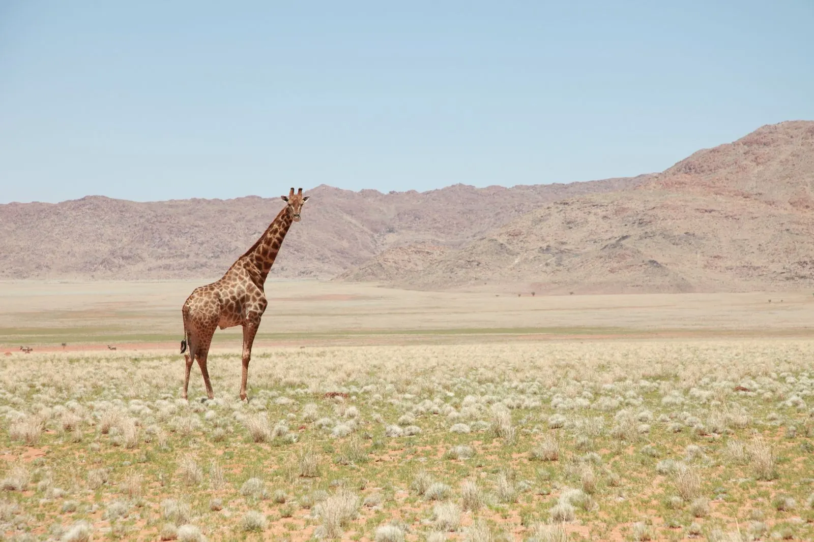 A wildlife savanna scene as photographic context for the Best Camera for Wildlife Photography 2026 guide.