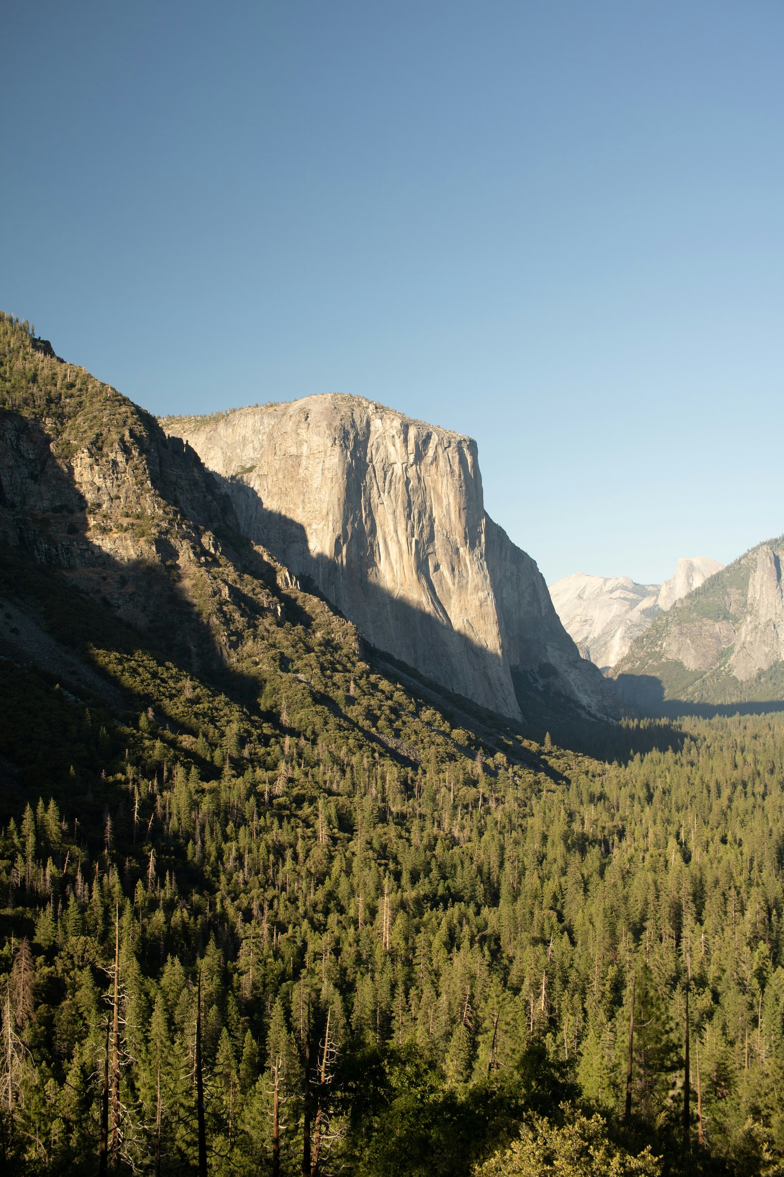 El Capitan above forest in a vertical Tunnel View photograph