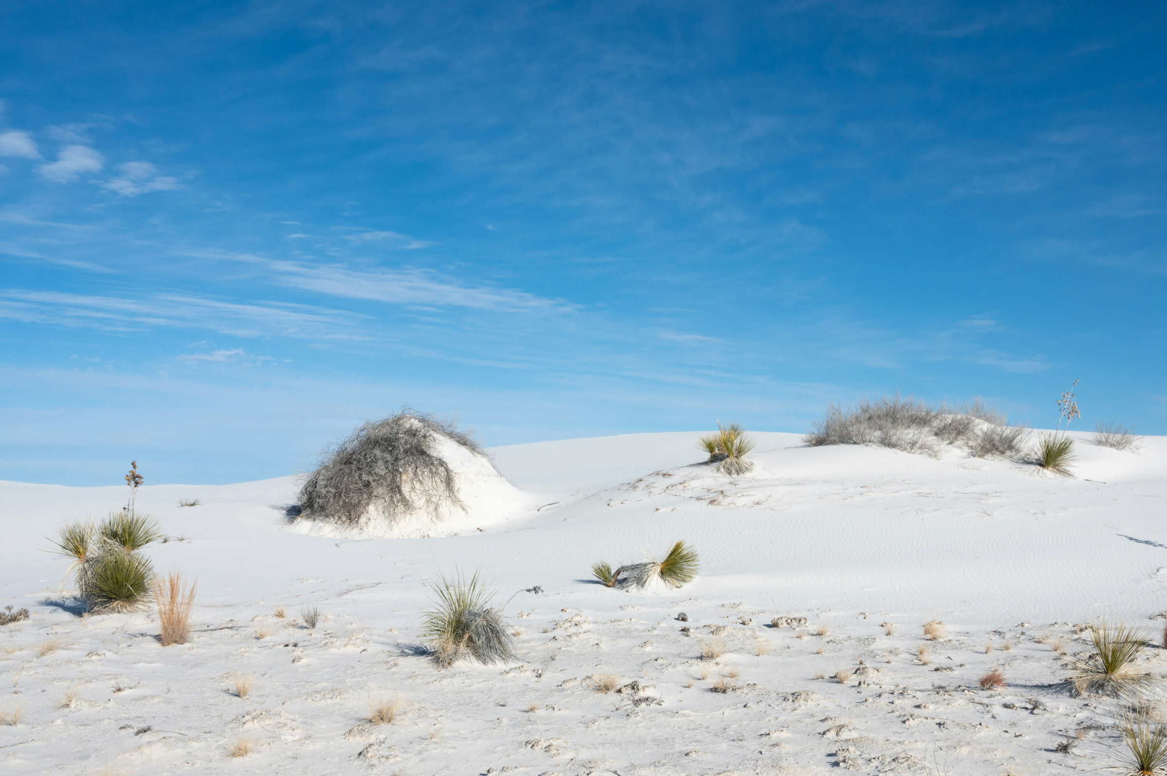 Sparse desert plants on white gypsum dunes beneath a blue sky at White Sands, New Mexico