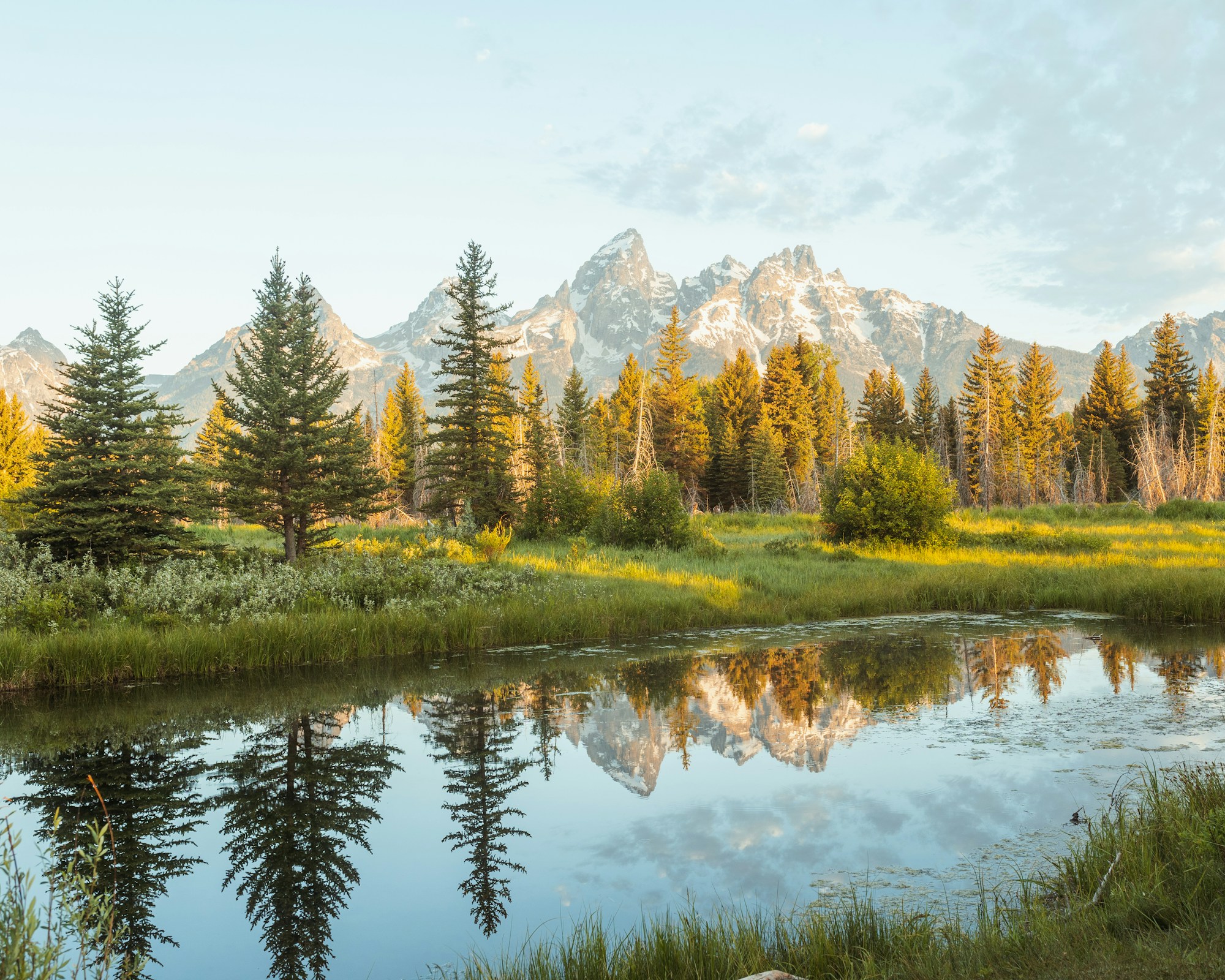 Grand Teton peaks and sunlit pines reflected in a calm pond at sunrise