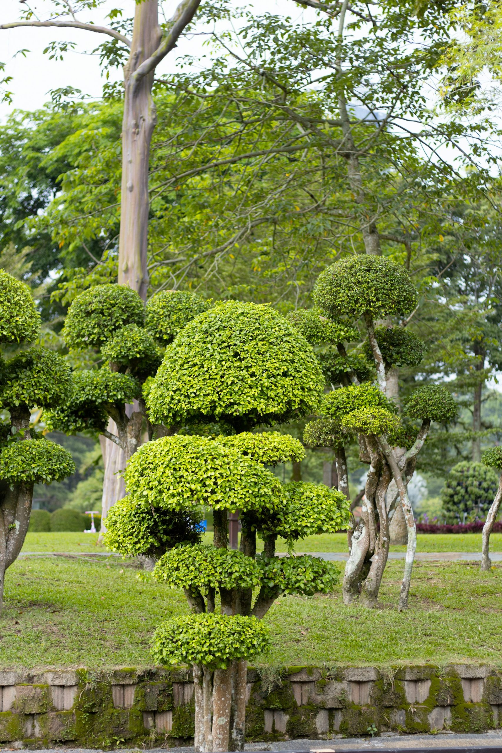 Trimmed shrubs and trees in Perdana Botanical Gardens.